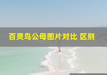 百灵鸟公母图片对比 区别